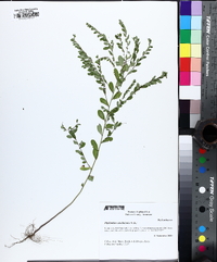 Phyllanthus caroliniensis image