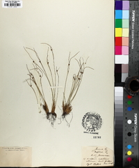 Juncus trifidus image