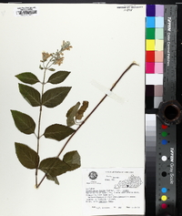 Scutellaria incana image