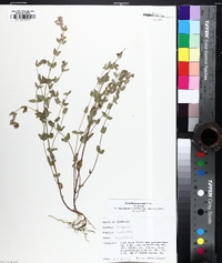 Scutellaria parvula image