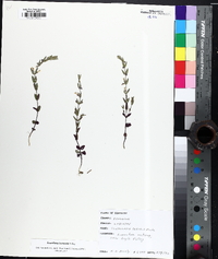 Scutellaria parvula var. leonardii image