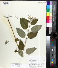 Scutellaria incana image