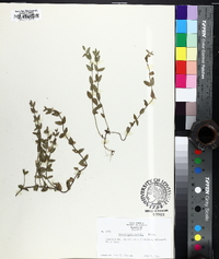 Scutellaria parvula image