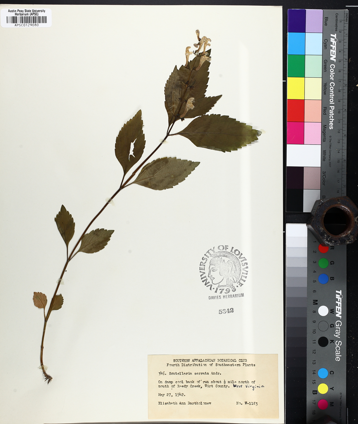 Scutellaria serrata image