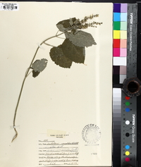 Scutellaria ovata image