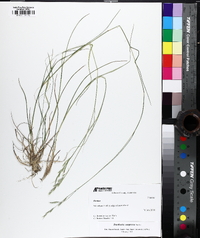 Danthonia compressa image