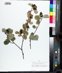 Amelanchier alnifolia image