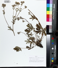 Potentilla argentea image