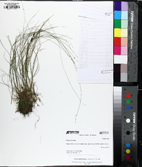 Carex appalachica image