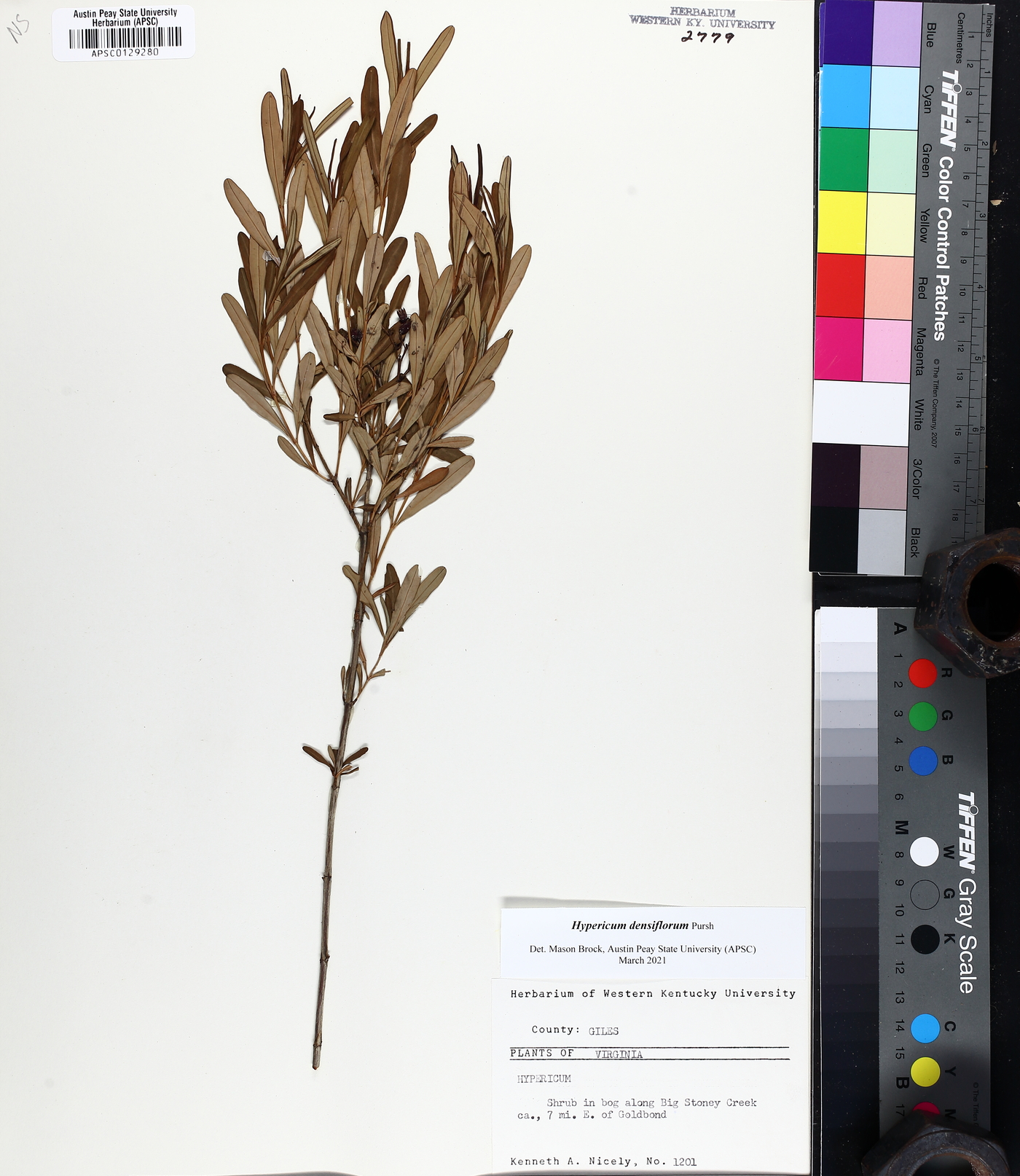 Hypericum densiflorum image