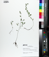 Phyllanthus caroliniensis image