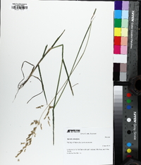 Poa pratensis var. pratensis image