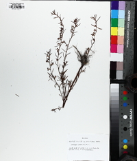 Ludwigia linifolia image