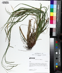Carex flexuosa image