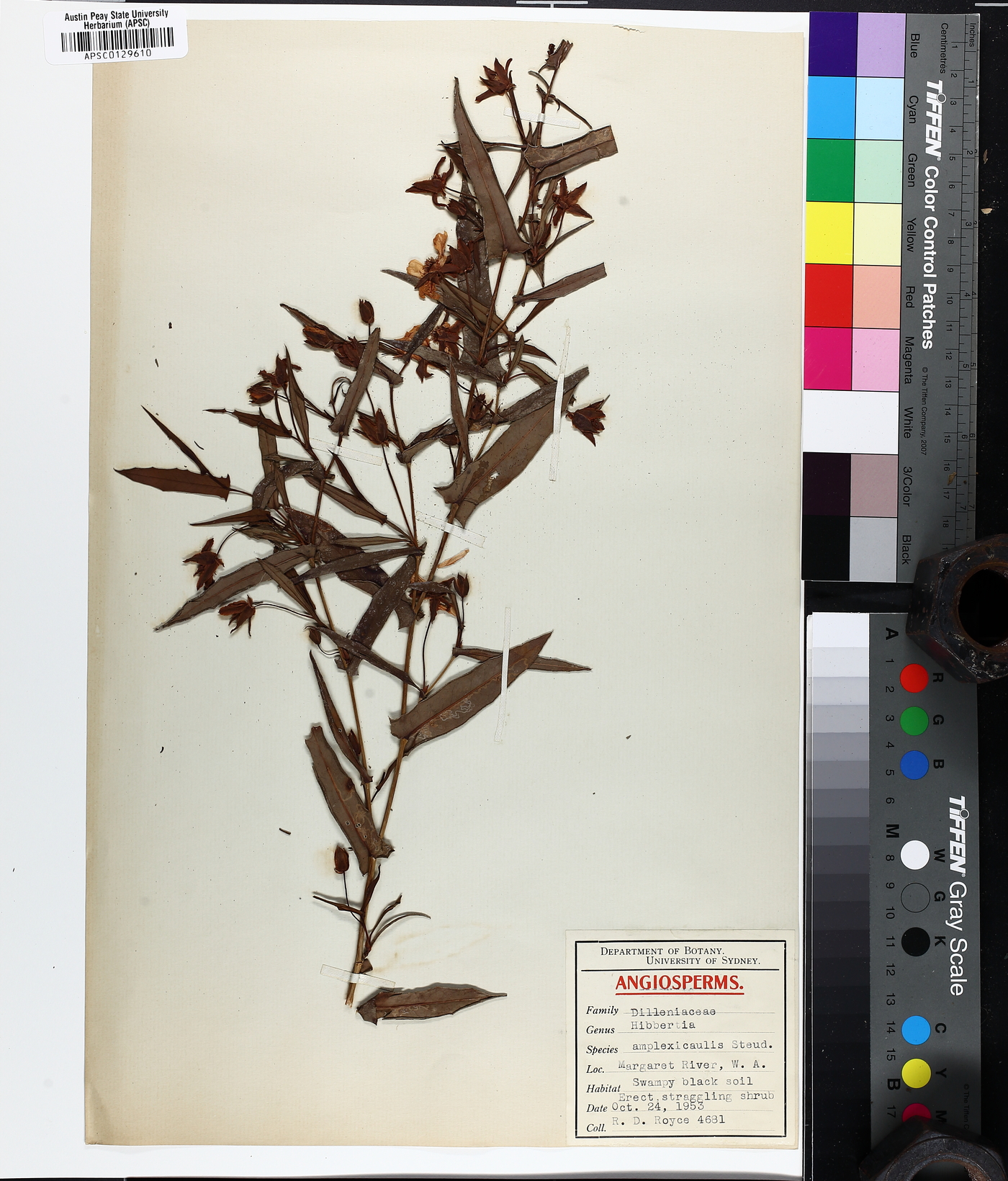Hibbertia amplexicaulis image