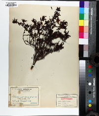 Image of Hibbertia glomerata