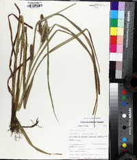 Carex aureolensis image