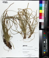 Carex picta image