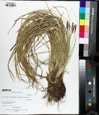 Carex picta image