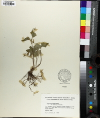 Viola pubescens var. scabriuscula image