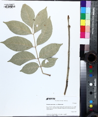 Fraxinus biltmoreana image