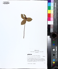 Trillium sessile image