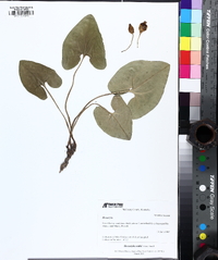 Hexastylis ruthii image