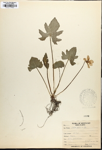 Viola palmata image