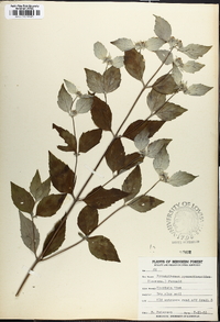 Pycnanthemum pycnanthemoides image