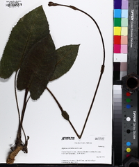 Silphium terebinthinaceum image