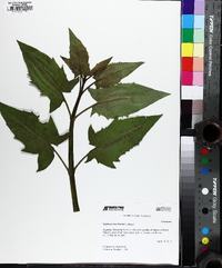 Silphium brachiatum image