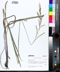 Paspalum urvillei image