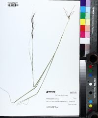 Aristida purpurascens image