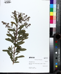 Spiraea alba image