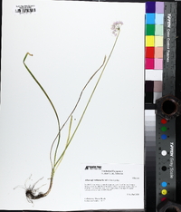 Allium stellatum image