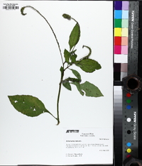 Heliotropium indicum image