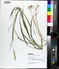 Greeneochloa coarctata image