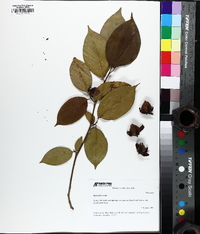 Stewartia ovata image