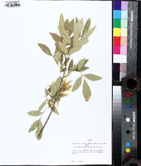 Fraxinus berlandieriana image