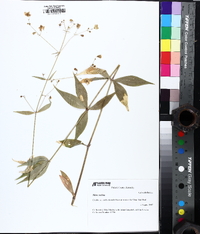 Silene stellata image