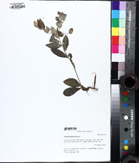 Lithospermum tuberosum image