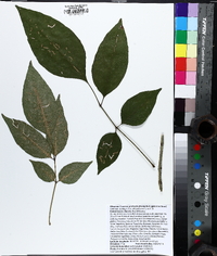 Fraxinus profunda image