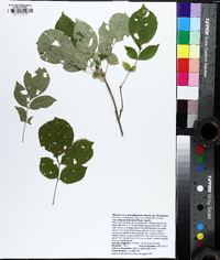 Fraxinus biltmoreana image