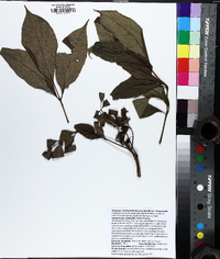 Fraxinus biltmoreana image