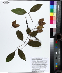 Fraxinus caroliniana image