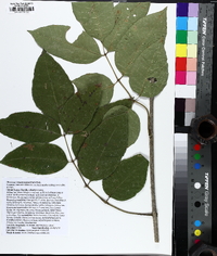 Fraxinus pauciflora image