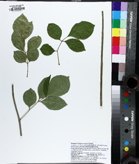 Fraxinus caroliniana image