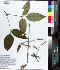 Fraxinus pauciflora image