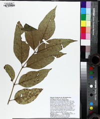 Fraxinus pauciflora image