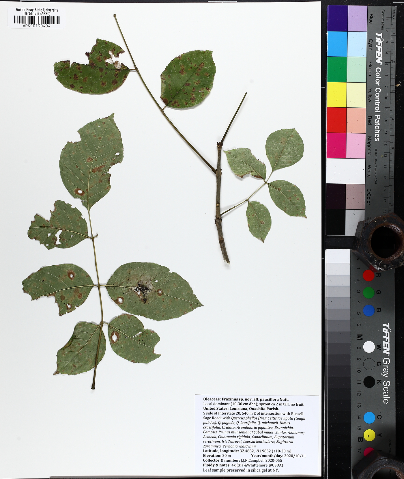 Fraxinus pauciflora image